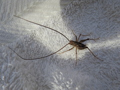 Pleioplectron simplex