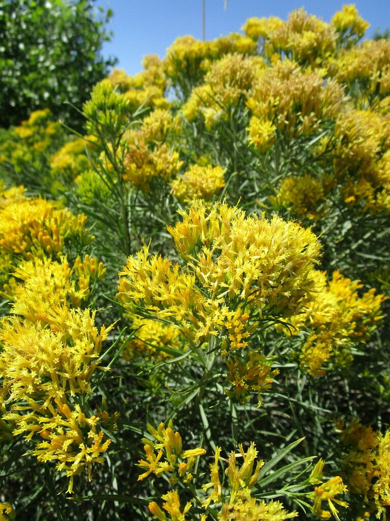 yellow-rabbitbrush-from-11600-n-75th-st-longmont-co-80503-on-august