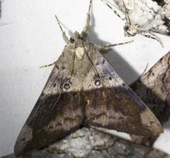 Oxyodes tricolor