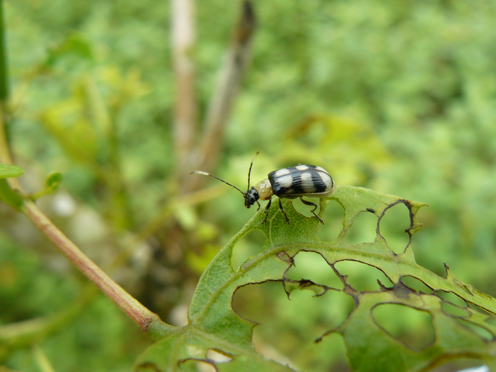 Hystiopsis