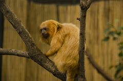 Leontopithecus rosalia