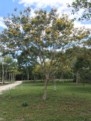 Erythrostemon yucatanensis