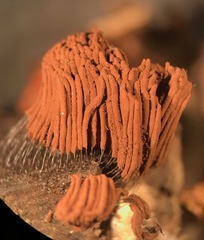 Stemonitis flavogenita