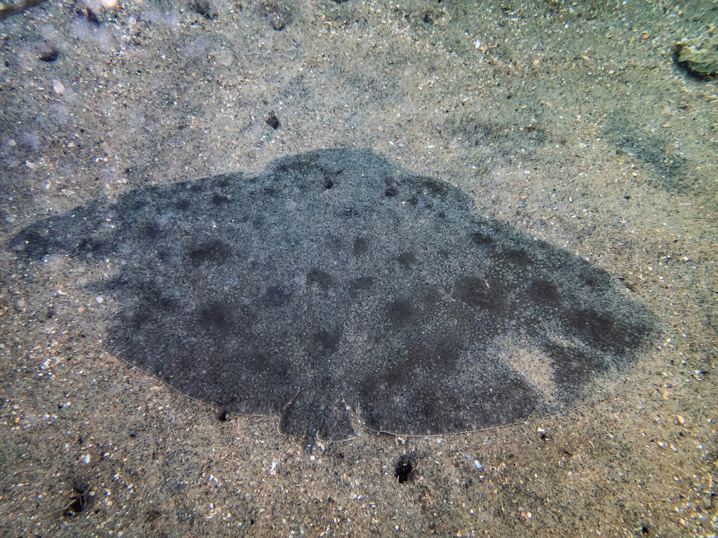 Californische vlinderrog (Gymnura marmorata) — Gymnuridae