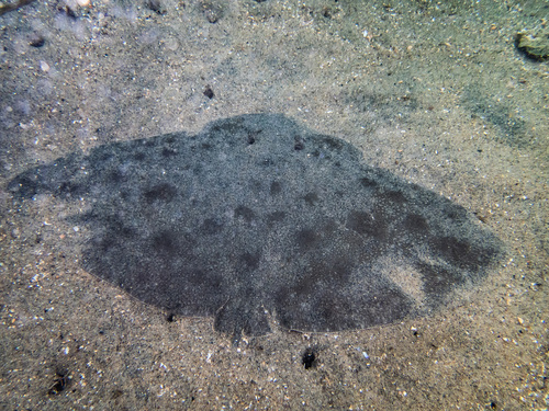 California butterfly ray (Gymnura marmorata) — Gymnuridae