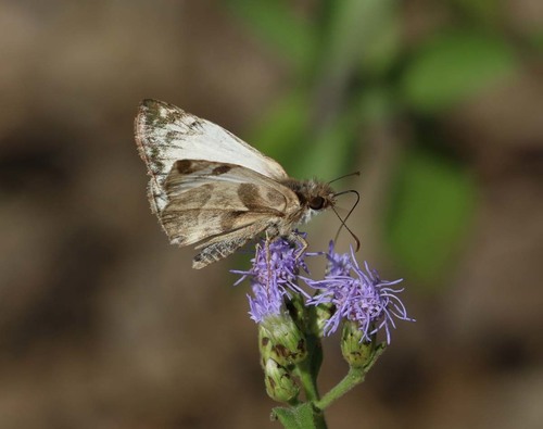 Laviana White-Skipper