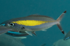 Pterocaesio lativittata