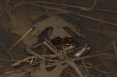 Lithobates sphenocephalus utricularius