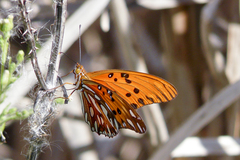 Dione vanillae maculosa