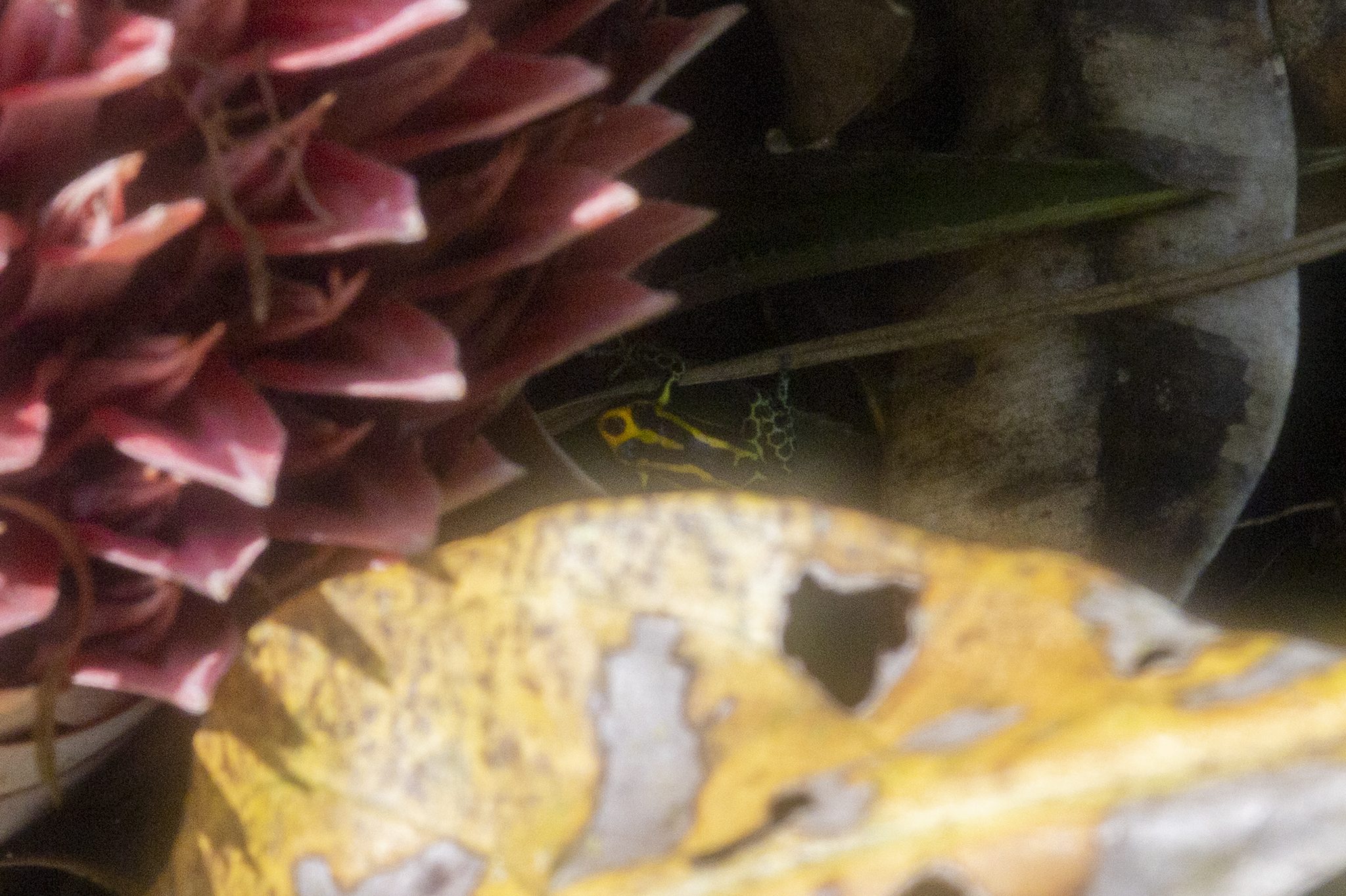 Amazon Dart Frog, Ranitomeya amazonica