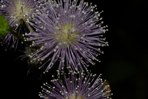 Mimosa polycarpa (Mimosa polycarpa)