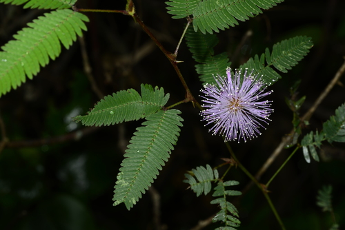 Mimosa polycarpa (Mimosa polycarpa)