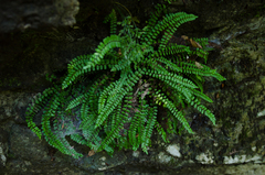 Asplenium trichomanes inexpectans