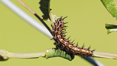 Dione vanillae maculosa