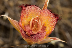 Calochortus fimbriatus