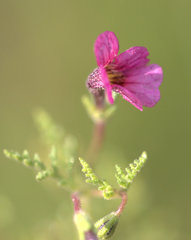 Jamesbrittenia aurantiaca