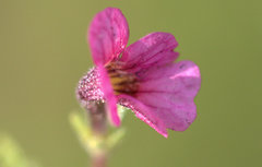 Jamesbrittenia aurantiaca