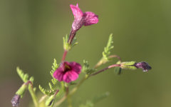 Jamesbrittenia aurantiaca