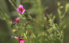 Jamesbrittenia aurantiaca