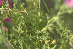 Jamesbrittenia aurantiaca
