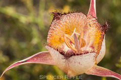 Calochortus fimbriatus