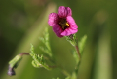 Jamesbrittenia aurantiaca