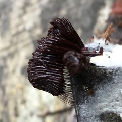 Stemonitis flavogenita