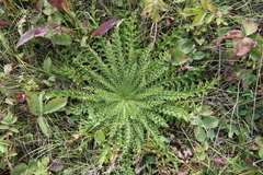 Cirsium drummondii