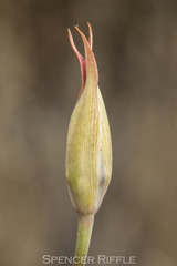 Calochortus fimbriatus