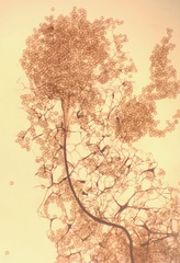 Stemonitis flavogenita