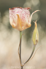 Calochortus fimbriatus