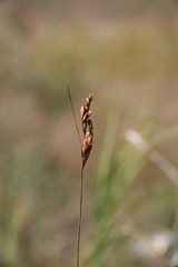Juncus vaseyi