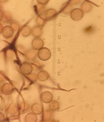 Stemonitis flavogenita