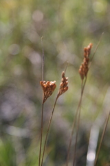 Juncus vaseyi