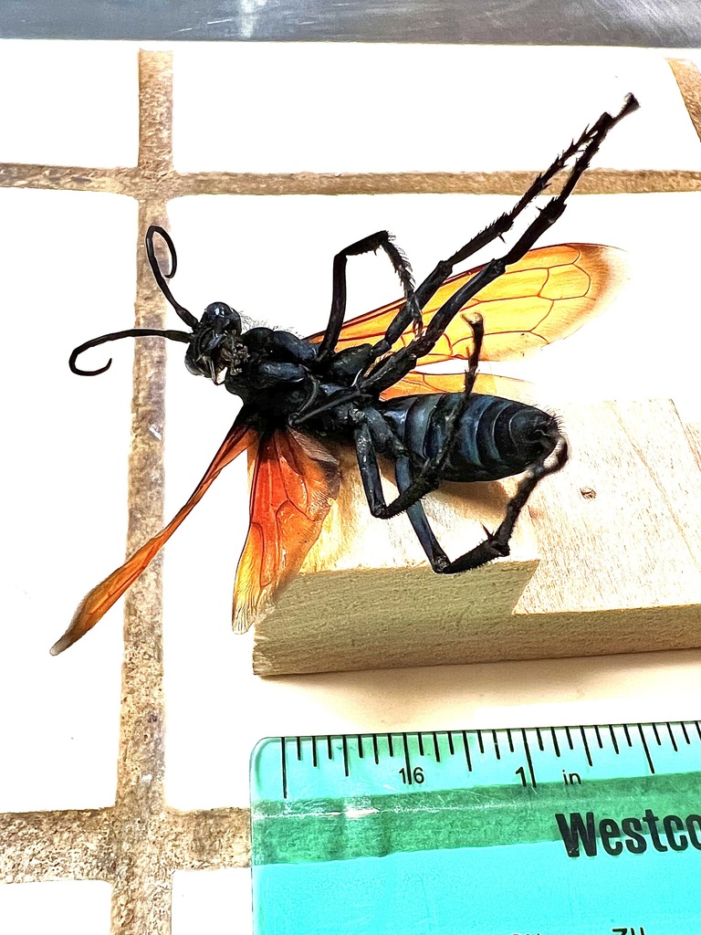 Milde's Tarantula-hawk Wasp from Vandenberg Village, CA 93436, USA on ...