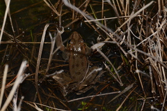 Lithobates sphenocephalus utricularius