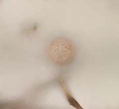 Stemonitis flavogenita