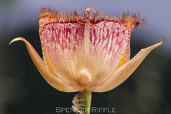 Calochortus fimbriatus