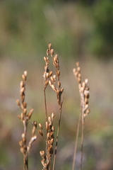 Juncus vaseyi