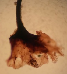 Stemonitis flavogenita