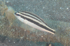 Scolopsis affinis