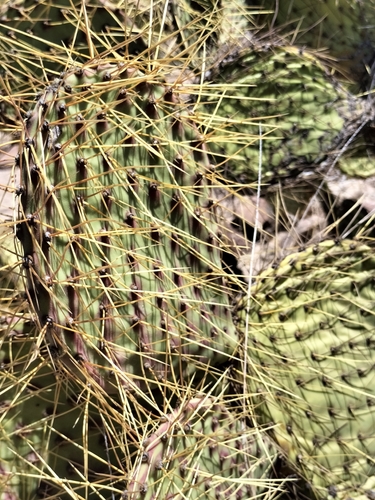 Image of Opuntia comonduensis by no rights reserved