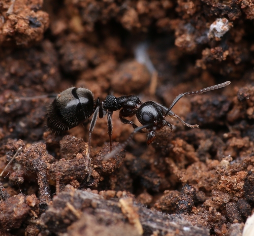 Dolichoderus goudieiDolichoderus goudiei