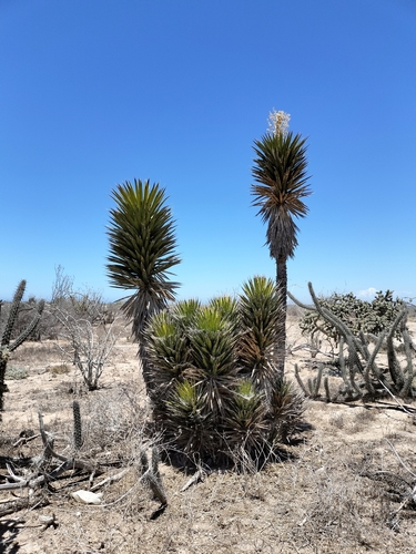 Image of Yucca valida by no rights reserved