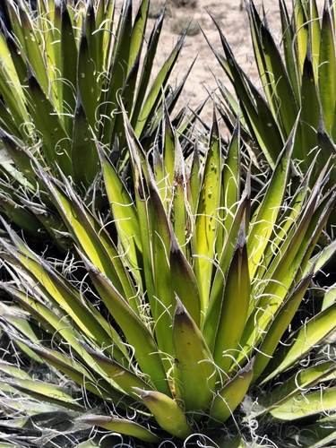 Image of Yucca valida by no rights reserved