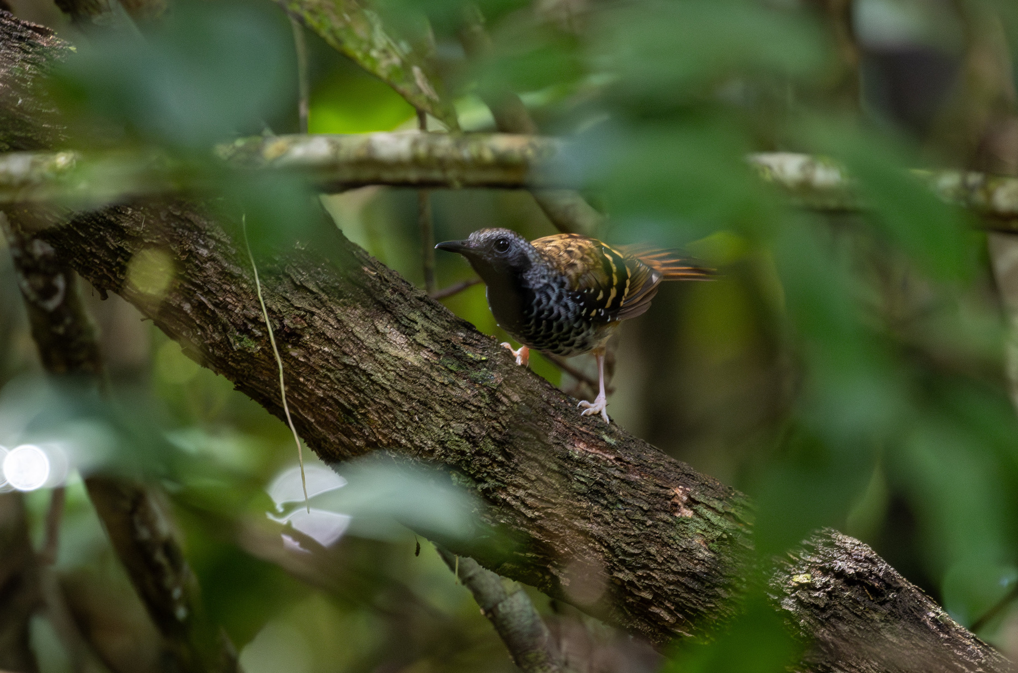 Scalloped Antbird illustration
