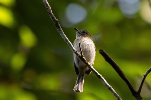 White-bellied Tody-Tyrant (Hemitriccus griseipectus), photo 10