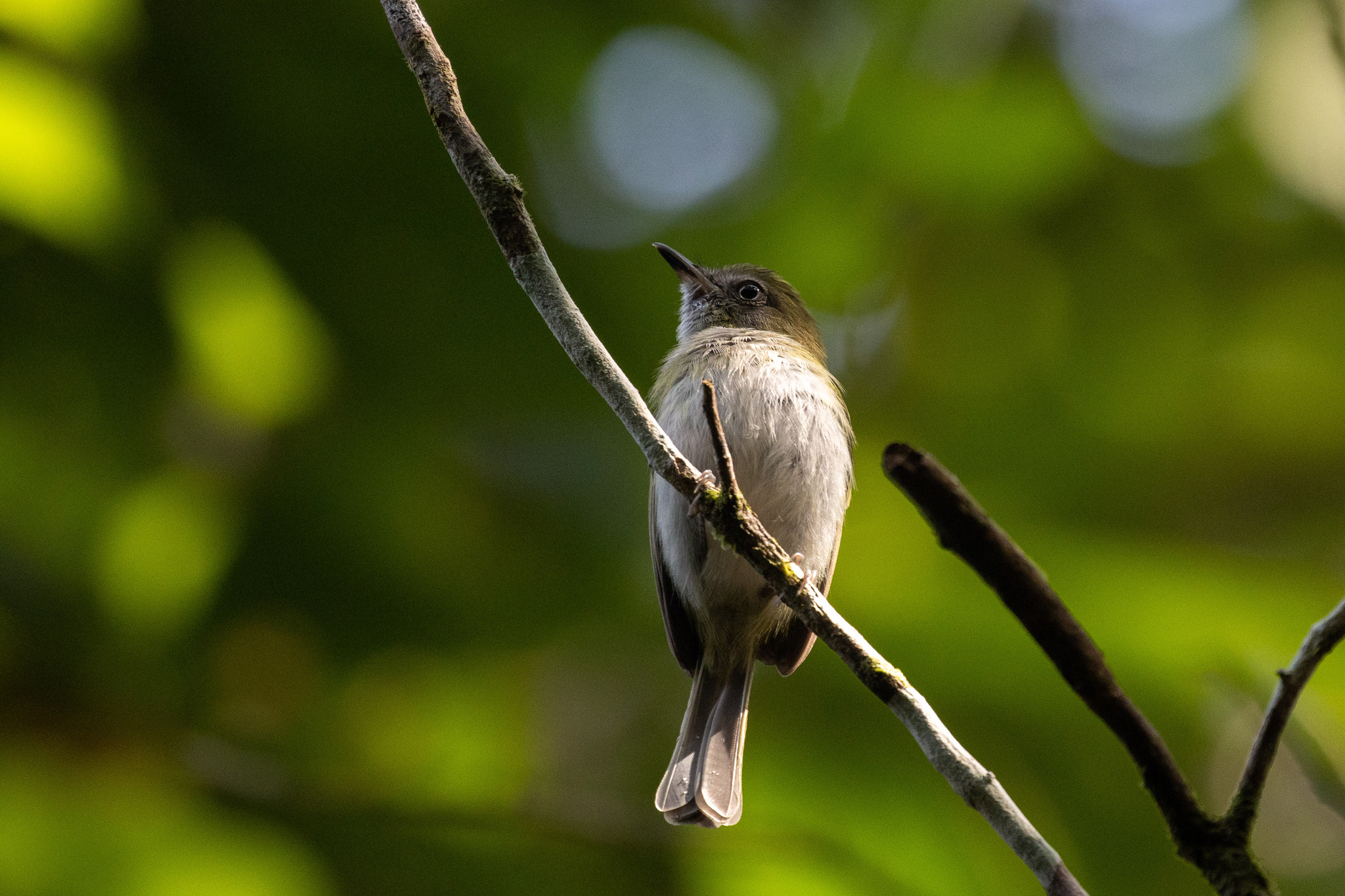 White-bellied Tody-Tyrant (Hemitriccus griseipectus), photo 2
