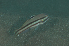 Valenciennea helsdingenii