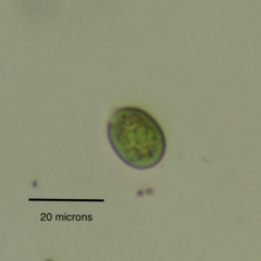 Chlamydomonas